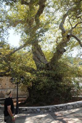 Huge and ancient oriental plane tree (Platanus orientalis) at Krasi, Hersonissos, Crete
